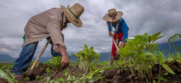 Agricultura sostenible: modelo que integra producción y comunidad
