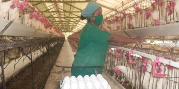 Minas al rescate de la producción avícola 