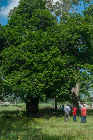 Fotos :Archivo jardín_botánico_camagüey